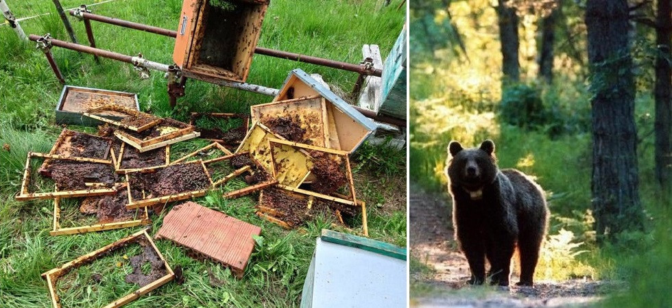 Arnie delle api distrutte dall'orso, il sindaco di Vermiglio chiede alla Provincia di applicare il Pacobace